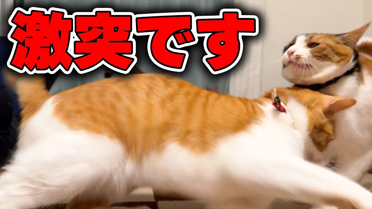 ベルちゃんとチップが激突しました