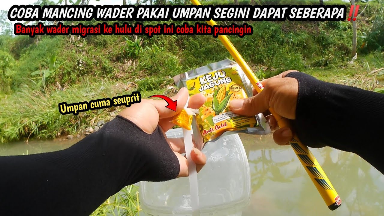 GA NYANGKA !! UMPAN SEUPRIT BISA DAPAT WADER LUMAYAN BANYAK JUGA || Mancing wader teknik kumbulan