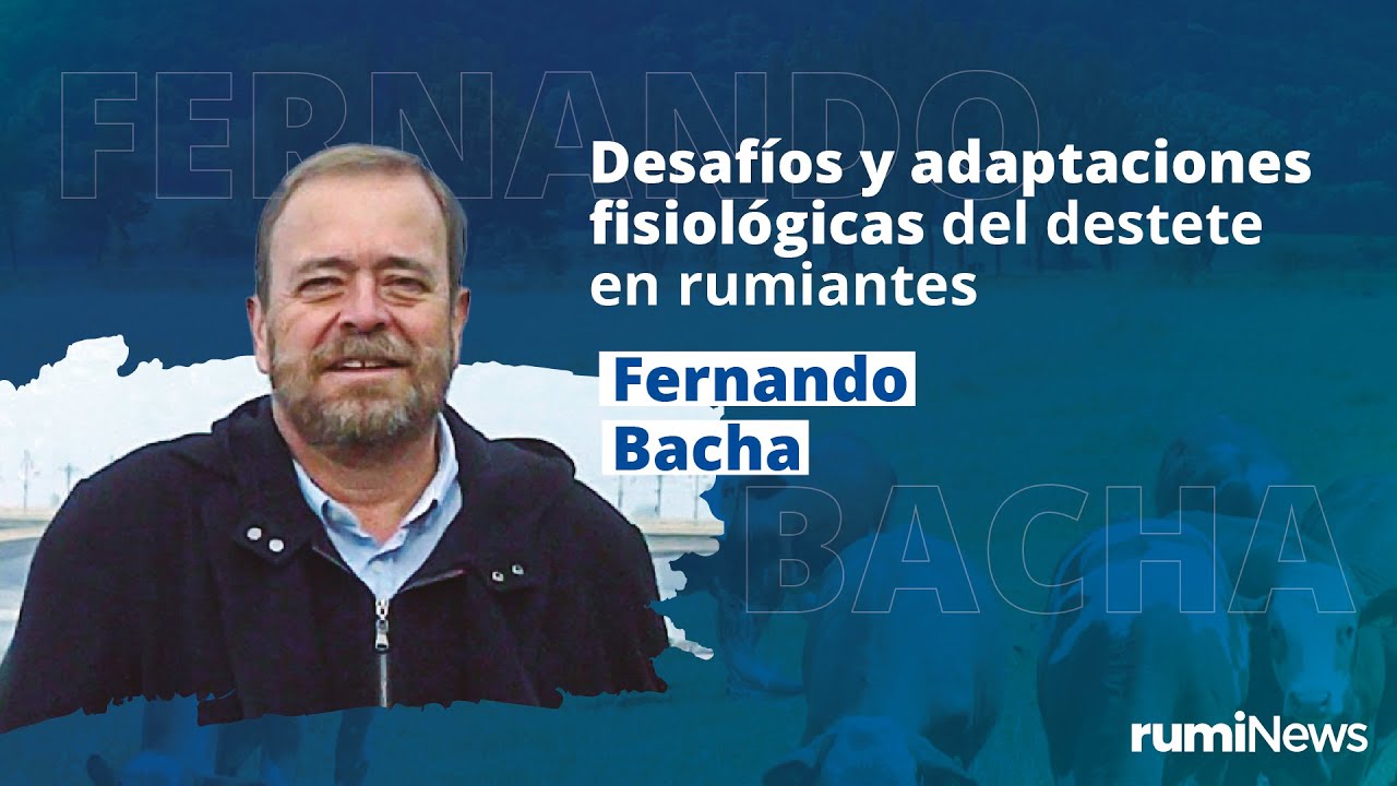 Adaptaciones fisiológicas del destete en rumiantes: rumen y metabolismo con Fernando Bacha