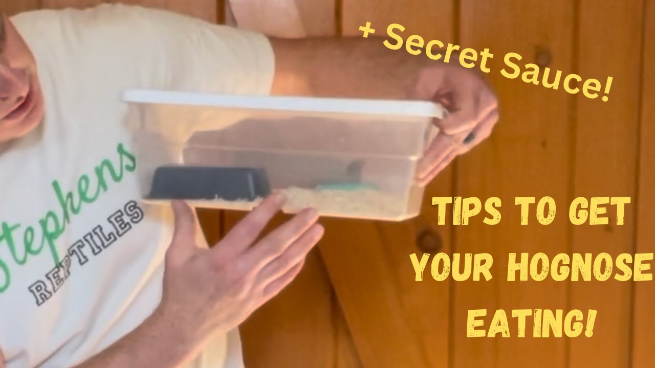 What To Do When Your Snake Won’t Eat!