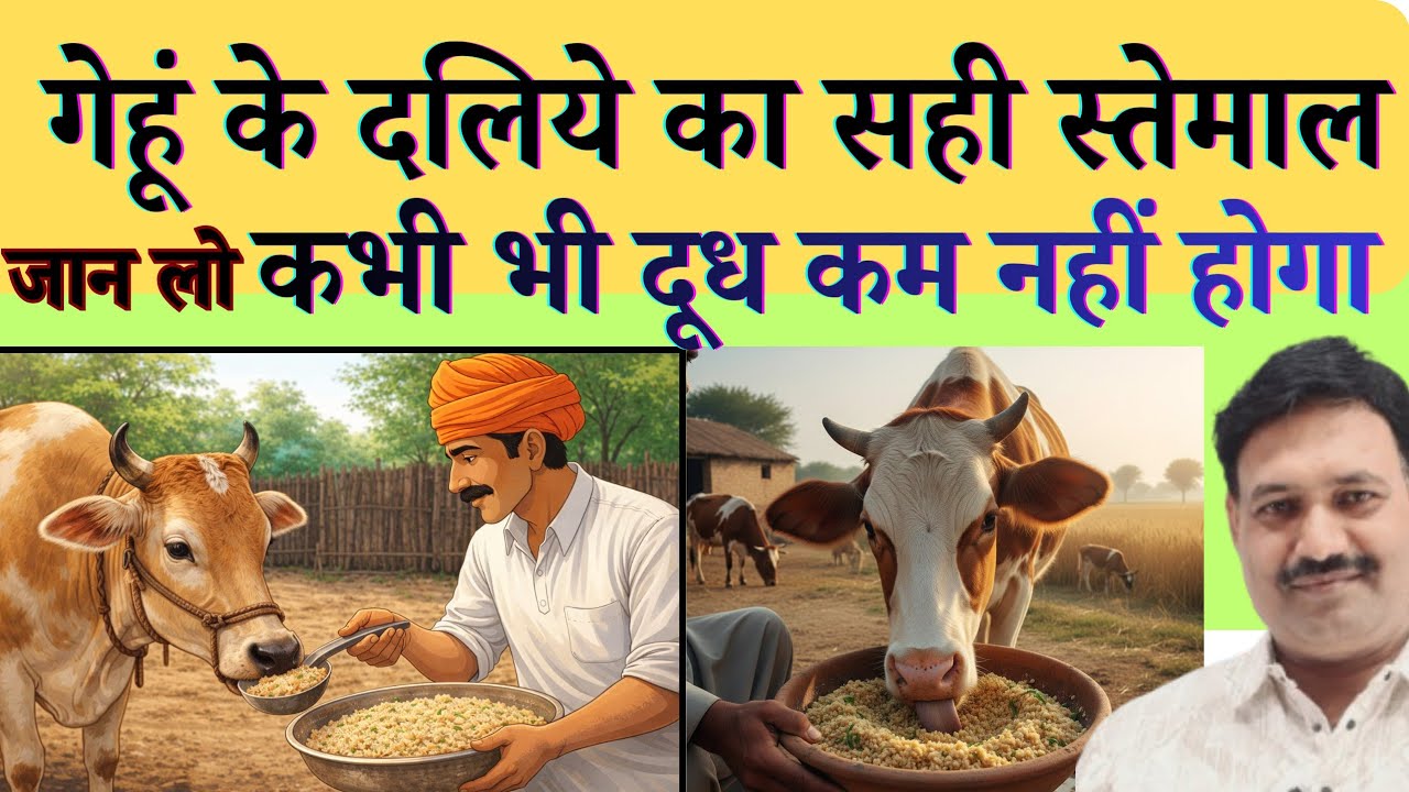 गेहूं के दलिये का सही स्तेमाल जान लो कभी भी दूध कमनहींहोगा👉🏻गाय भैंस को गेहूं खिलाने से क्या होता है