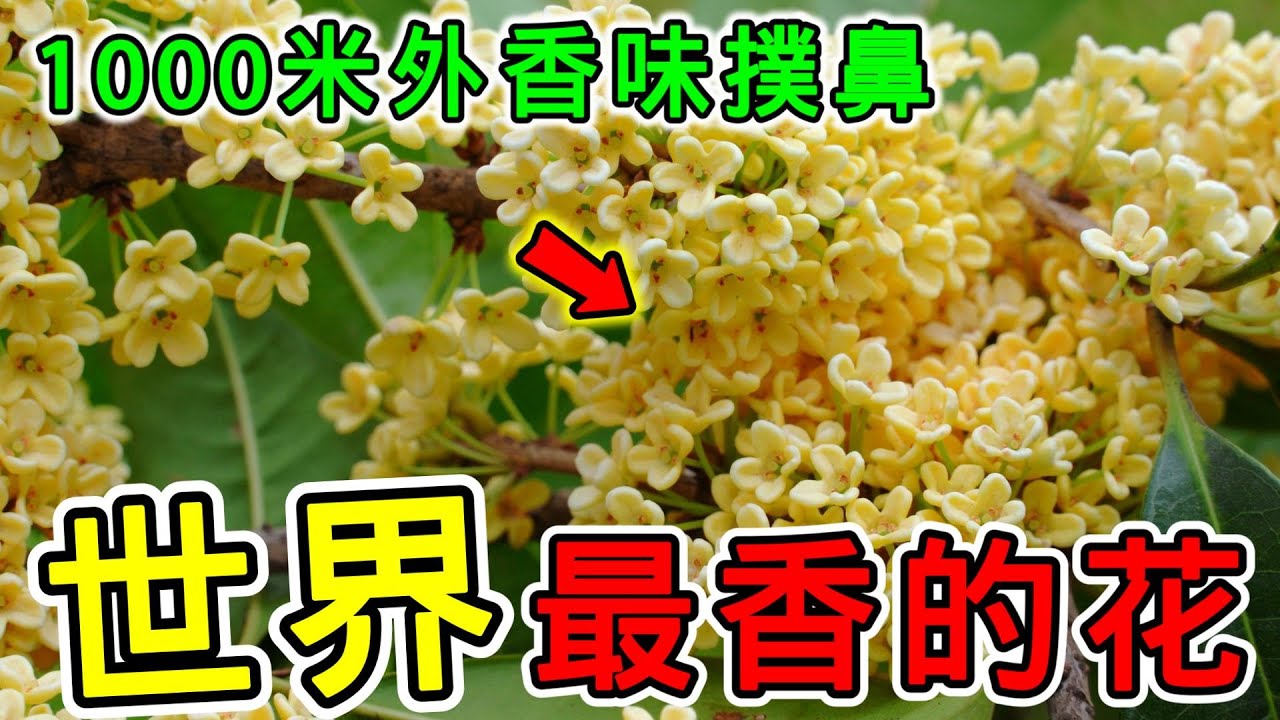 世界上最香的10種花，妳家有幾種？妳又聞過幾種花香呢？