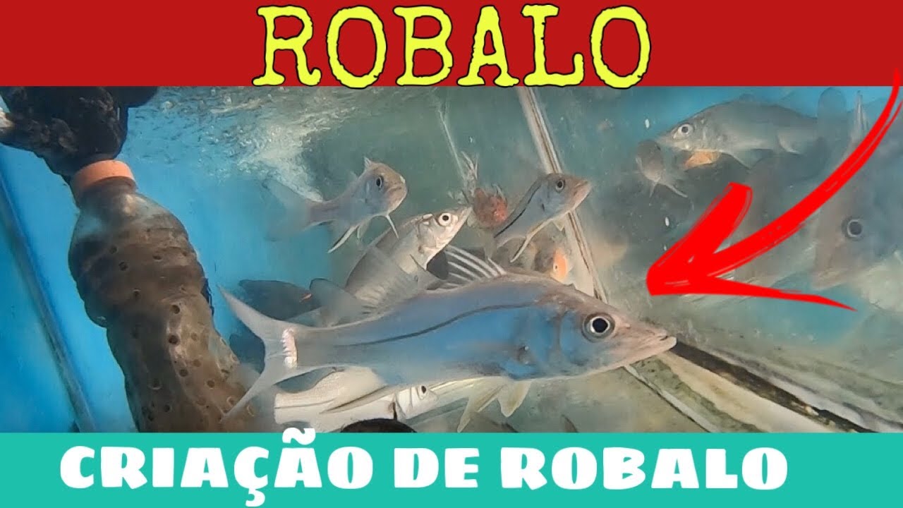 INACREDITÁVEL !!! CRIAÇÃO DE ROBALO EM CAIXA D'ÁGUA??