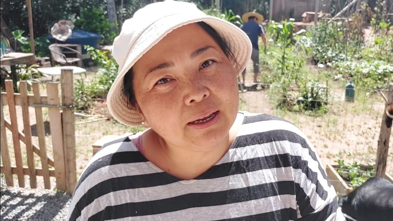 HOJE FOI DIA DE COLHEITA E VENDA DOS LAKIÔ (cebolinha japonesa)