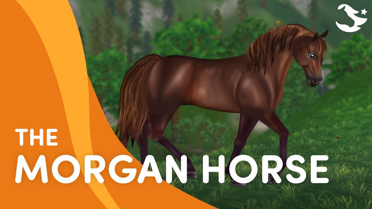 Meet the Morgan Horse 💜🐎 | Star Stable Breeds