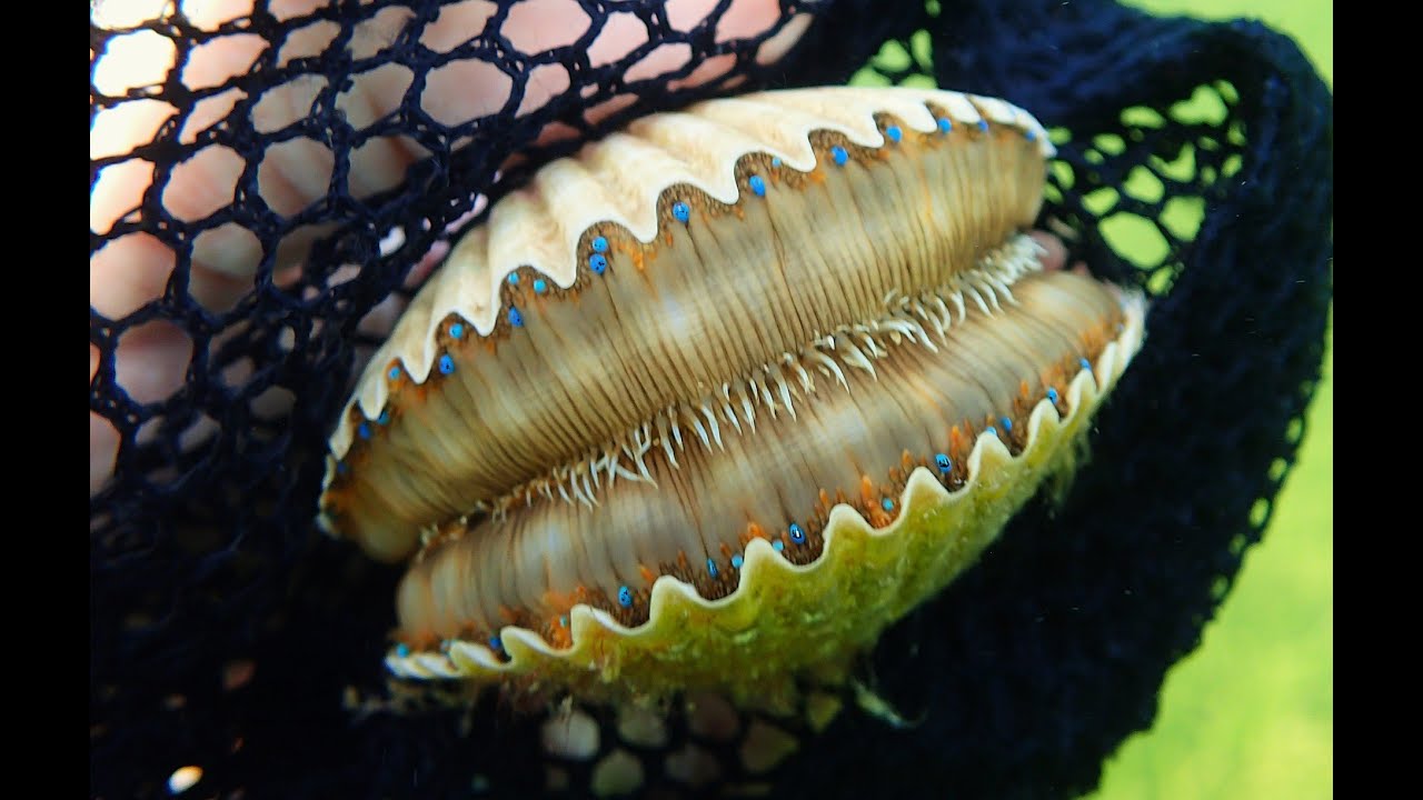 Scalloping in the Gulf of America - Crystal River - How to Catch Scallops