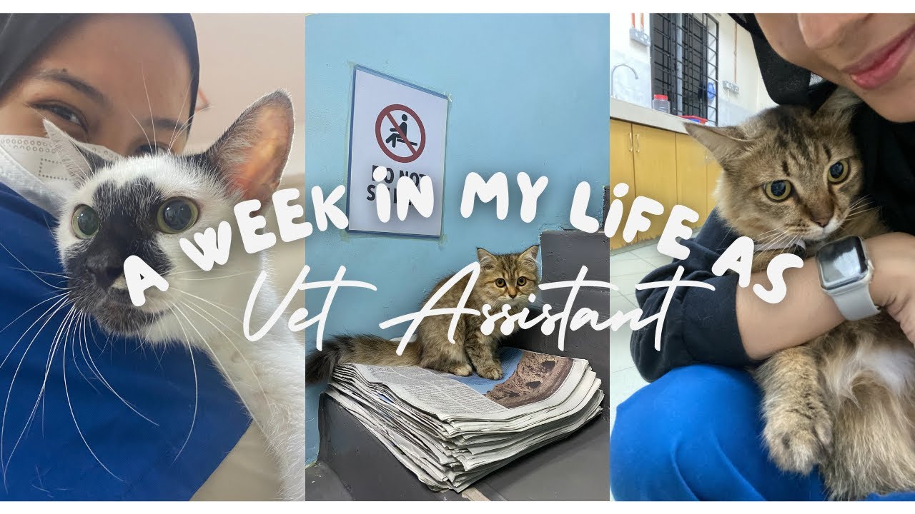 A Week in my life as Vet Assistant 🩺🐱+ Last day 😢 | MALAYSIA 🇲🇾