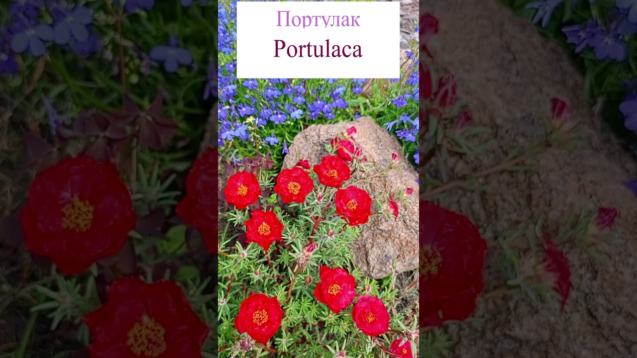 Портулак, или Дандури (Port&uacute;laca) #сад