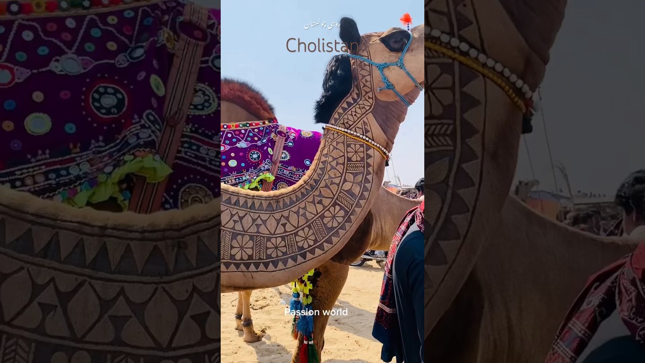 The art of camel carving in cholistan punjab Pakistan 🇵🇰 #shorts #camel