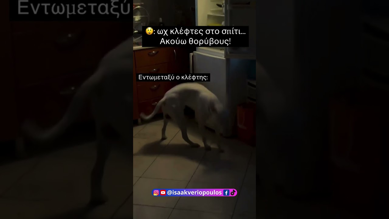 &Tau;&epsilon;&lambda;&iota;&kappa;ά έ&kappa;&alpha;&nu;&epsilon; &kappa;&omicron;&pi;&alpha;&nu;&alpha; &tau;&omicron; &alpha;&phi;&epsilon;&nu;&tau;&iota;&kappa;ό &kappa;&alpha;&iota; έ&pi;&iota;&alpha;&sigma;&epsilon; &sigma;&tau;&alpha; &pi;&rho;ά&sigma;&alpha; &tau;&omicron;&nu; &sigma;&kappa;ύ&lambda;&omicron; &tau;&omicron;&upsilon; #voiceover #isaakveriopoulos #dog