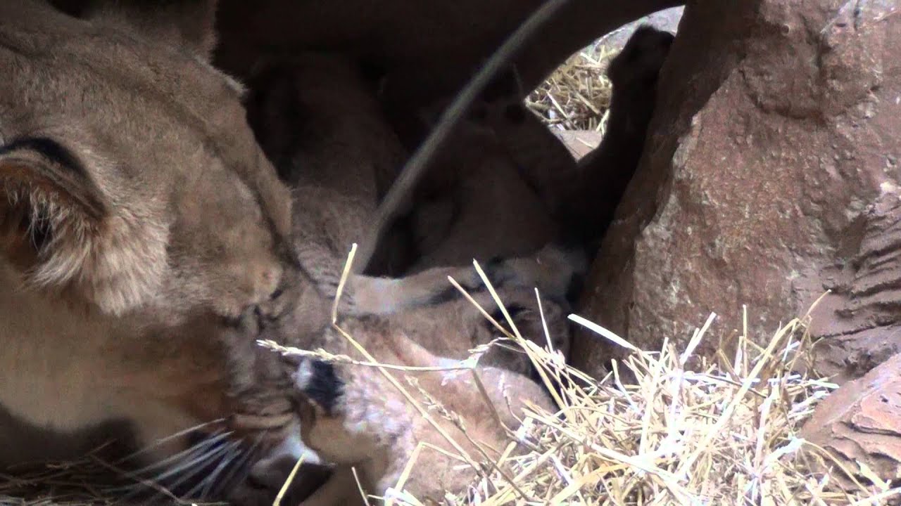 Lion cubs at the Henry Doorly Zoo