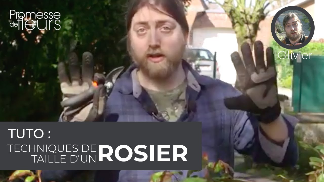 Tuto : techniques de tailles d'un rosier