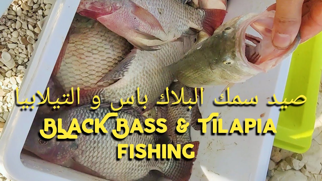خرجة صيد الأسماك  و شواء فالطبيعة الخلابة🐟مع الأصدقاء سد إدريس الأول مع حصيلةجيدة من الأسماك 2021💯🐟