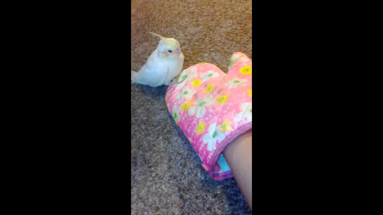 Jak naučit papouška na ruku