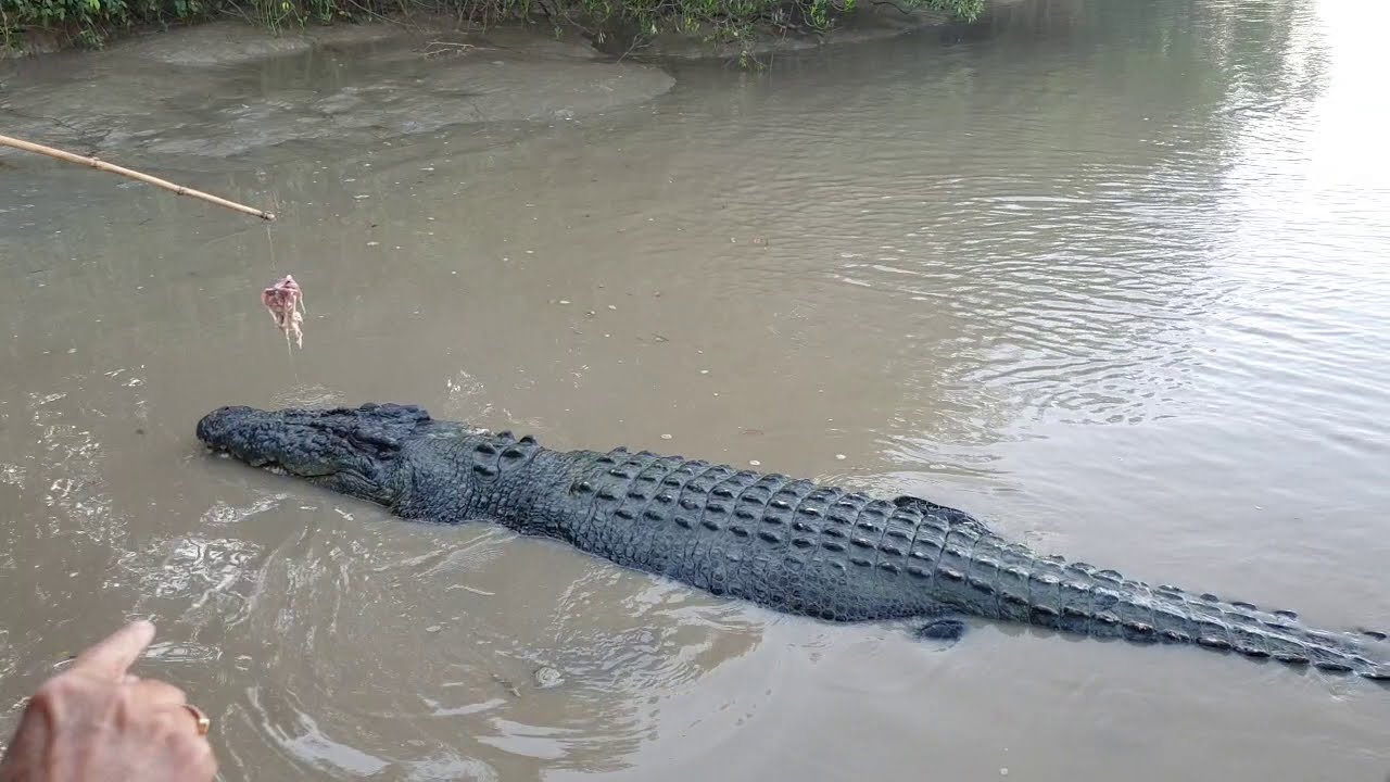 Brutus d Boss of Adelaide River Darwin NT.. Biggest saltwater Croc..PART 2