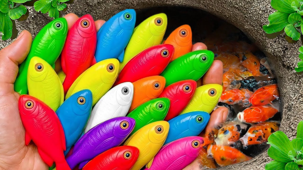 Catch strange fish in small pond, baby turtle, small fish, angel fish, koi carp, guppies, cute fish🐠