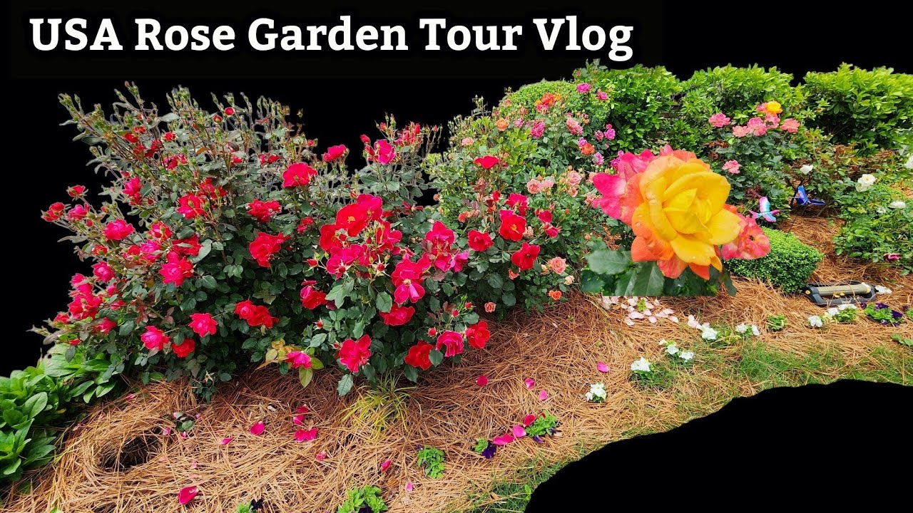 America தோட்டத்துல இவ்வளவு Rose Varieties இருக்குங்க | Rose Garden Tour Vlog 2025 #usa #tamil #vlog
