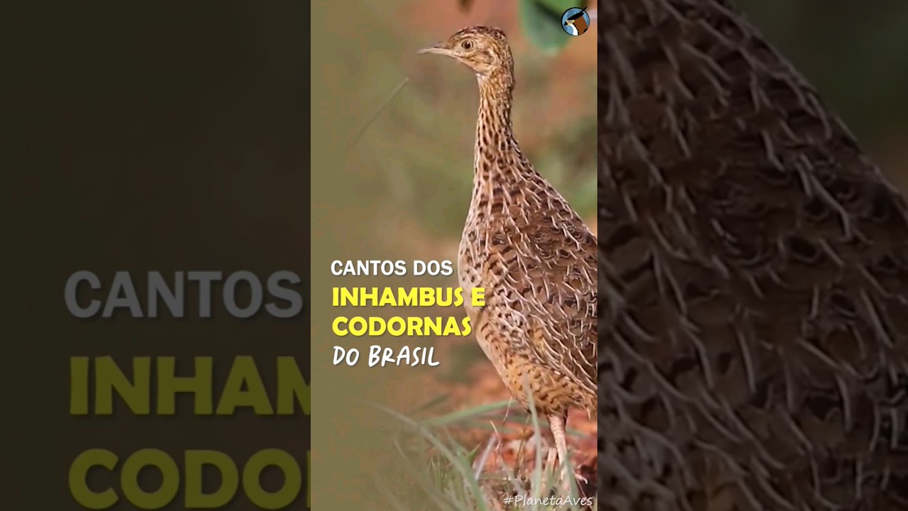 Cantos dos Inhambus, codornas, macucos e outros Tinamídeos do Brasil