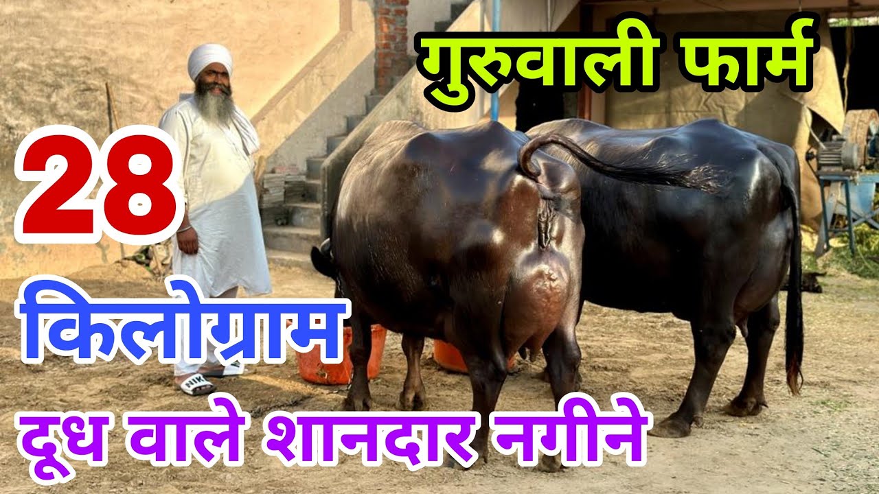 📱9528000007 - 28 किलोग्राम से ज्यादा दूध देने वाली बाबा जी के पास शानदार भैंसें || Guruwali Farm