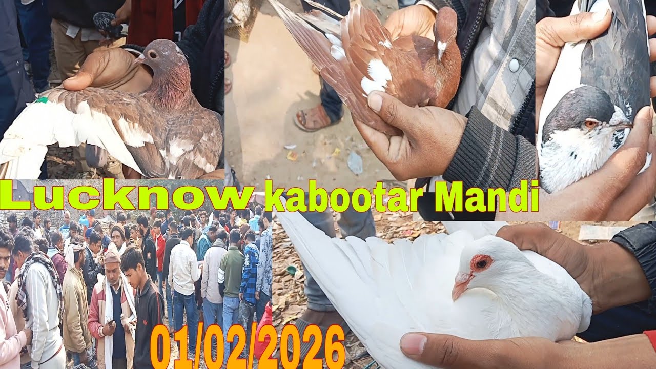 Lucknow kabootar Bazaar 01/02/2026 New Video 2026