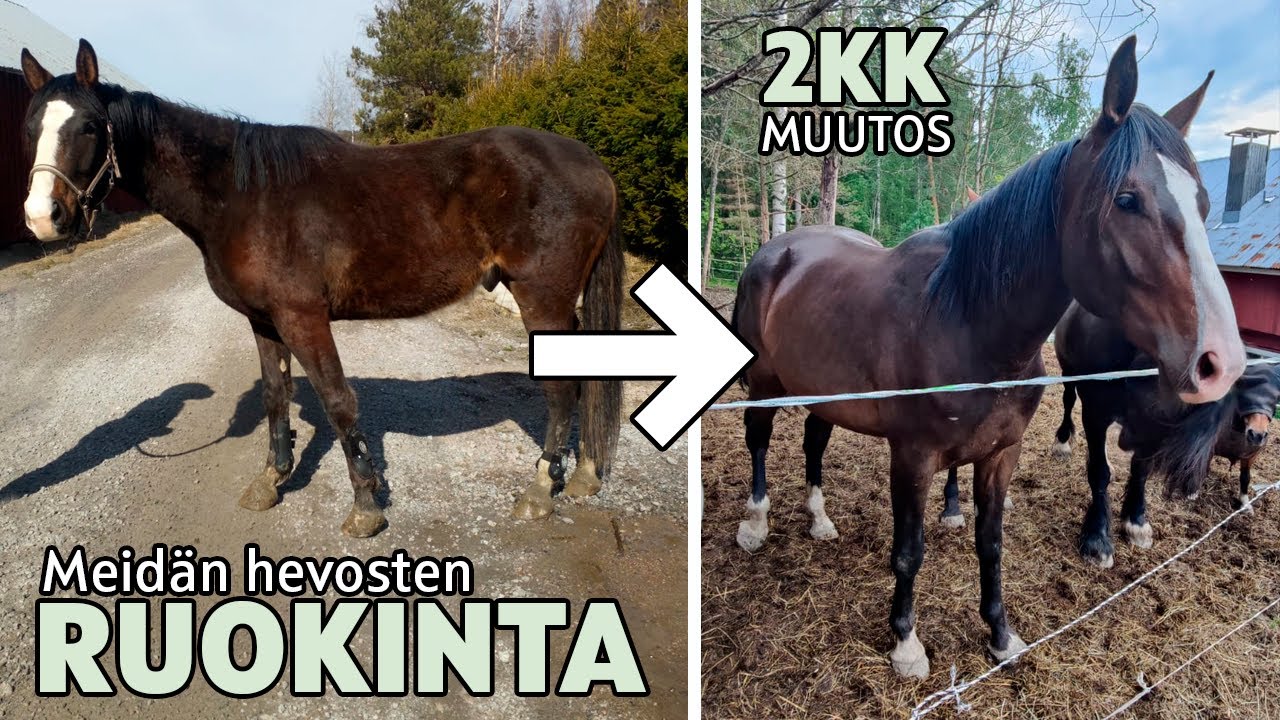 Ammattilaisapua ruokintaan – mitä meidän hevoset syö? 🥕