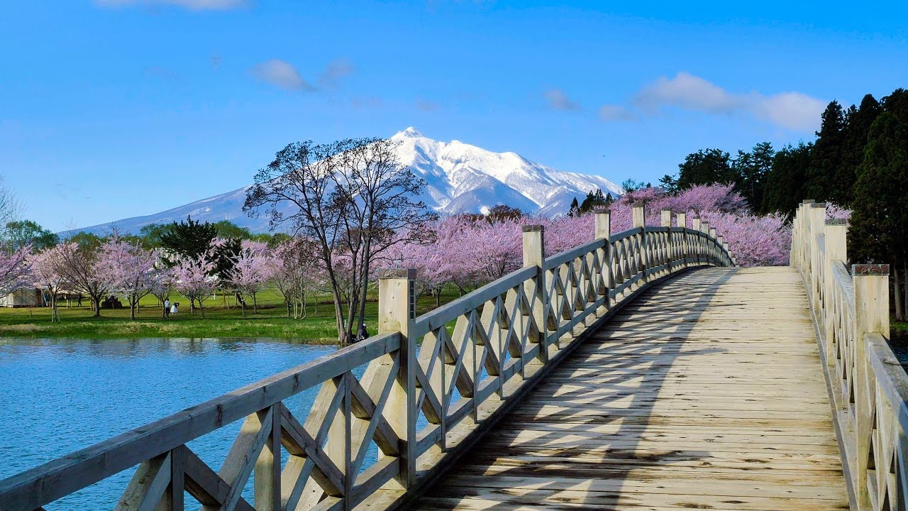 [ 4K UHD ]岩木山を望む「鶴の舞橋」と満開の桜 'Tsuru-no-Maihashi' with Cherry Blossoms against Mt.Iwaki