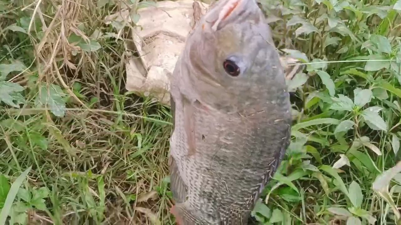 Xong bé Bình Dương toàn cá rô phi to mê luôn