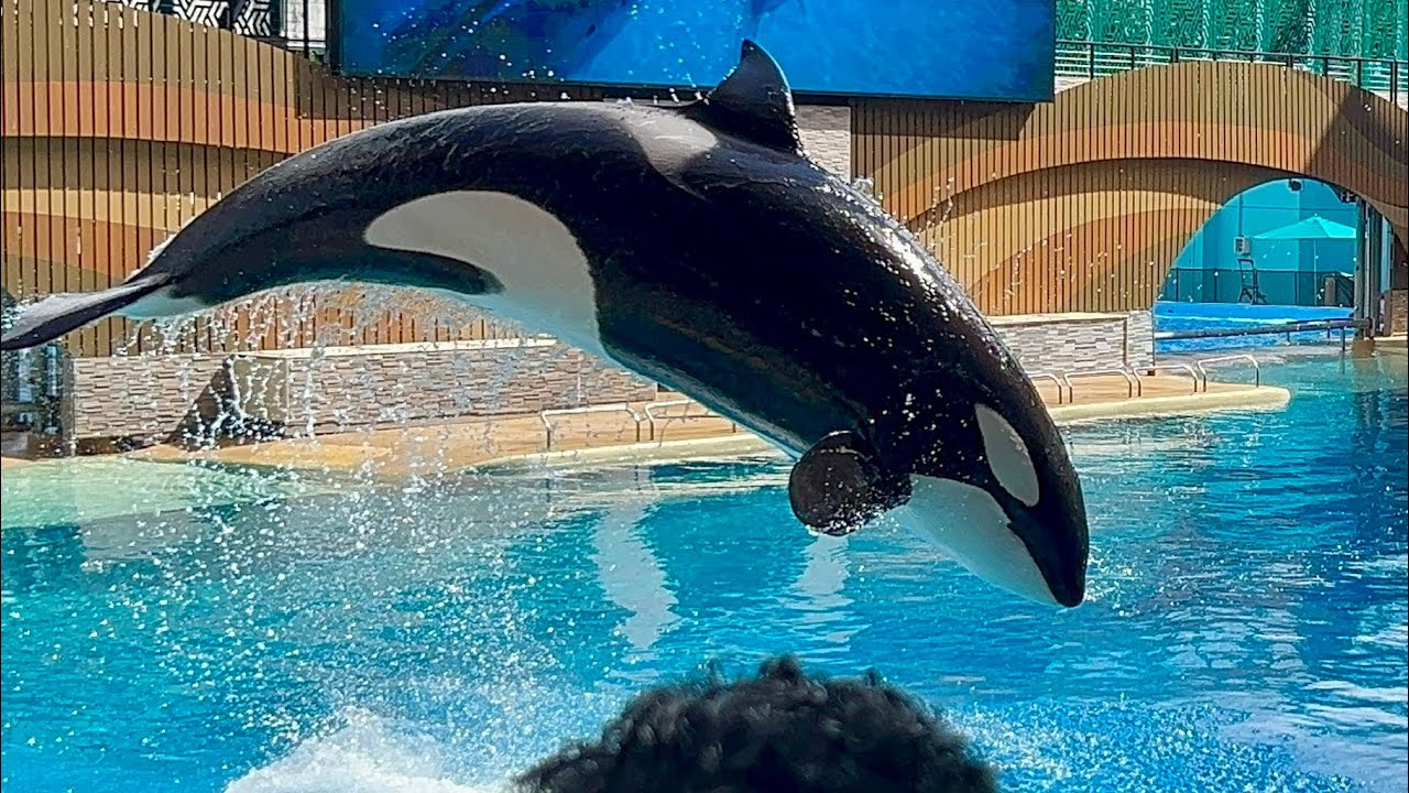 Встреча с косаткой (полное шоу в 4K) | SeaWorld Orlando | 10 ноября 2024 г.