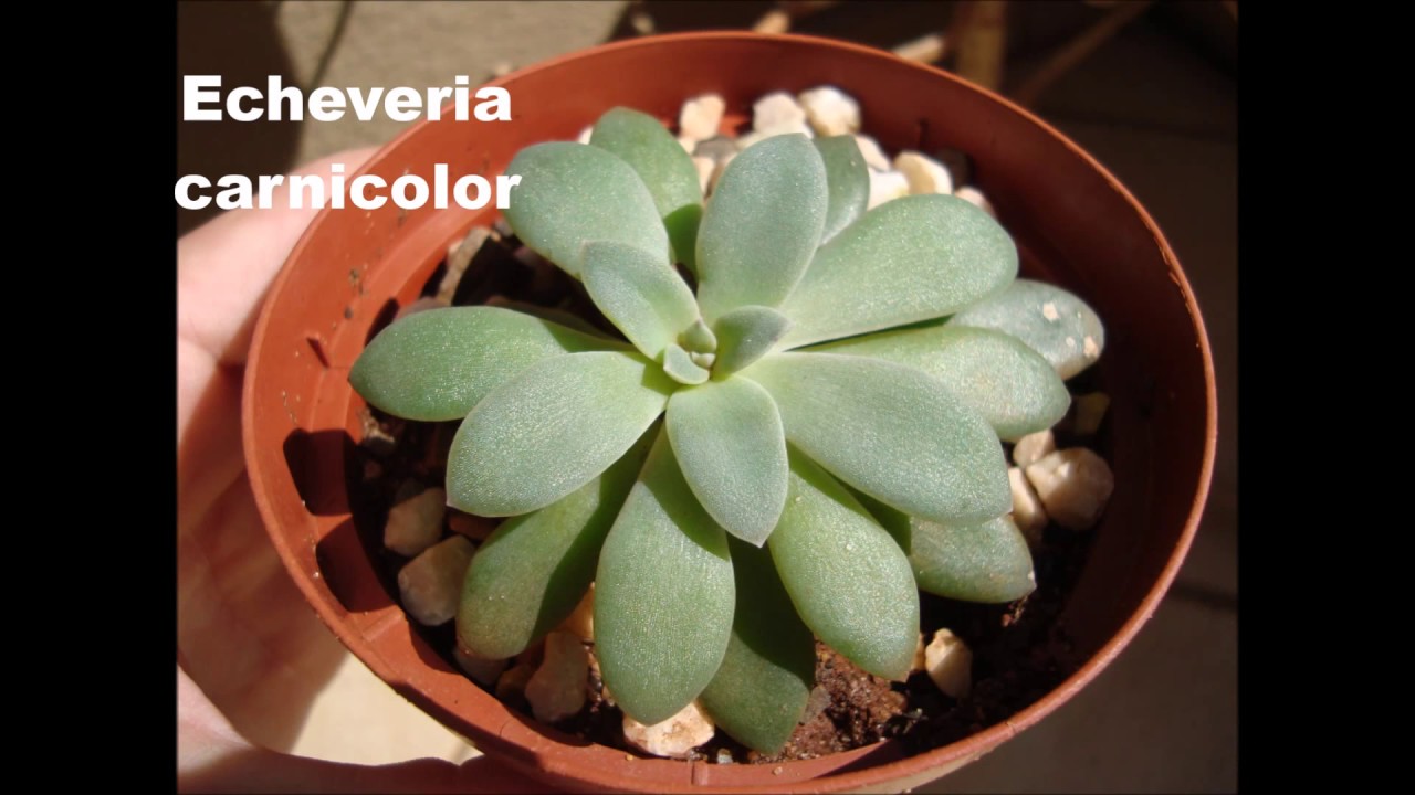 Identificação dos Cactos e Suculentas da minha coleção
