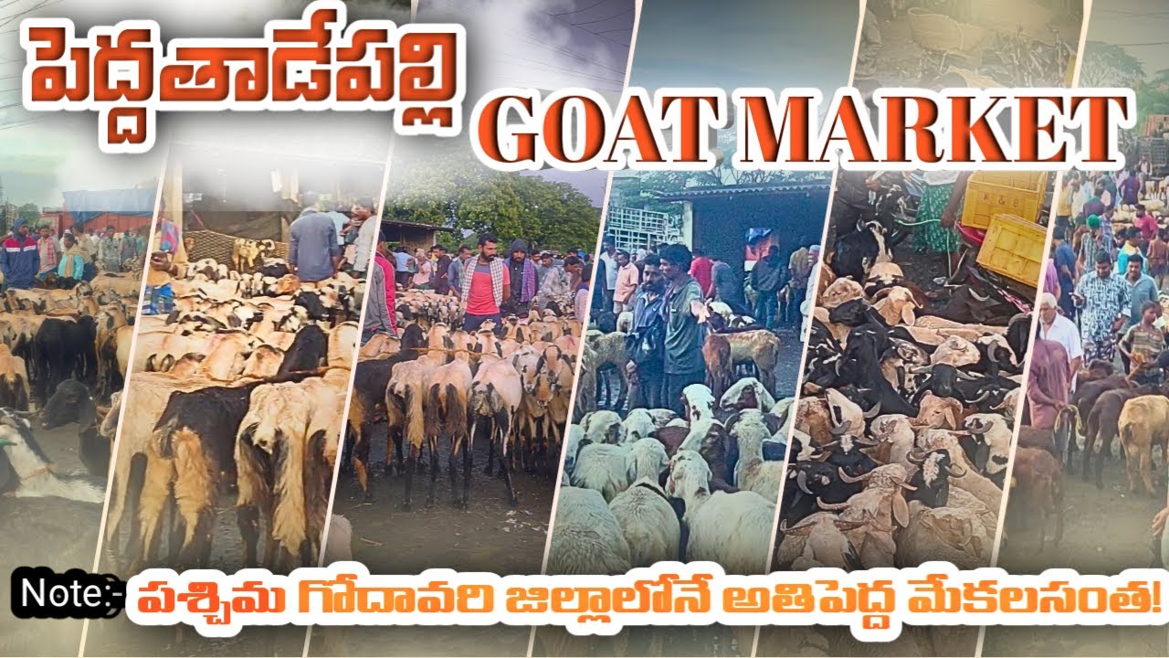 PeddaTadepalli Goat Market | Tadepalligudem West Godavari Famous market !