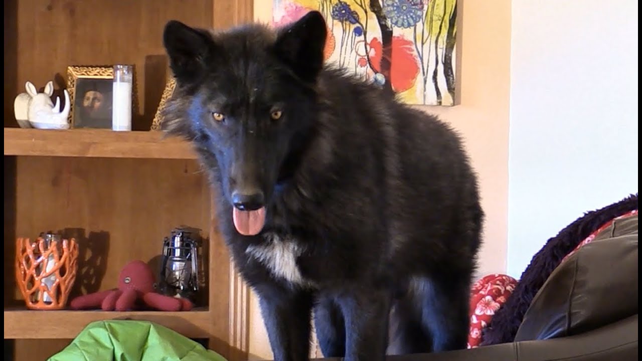 Living With A Wolf or Wolfdog