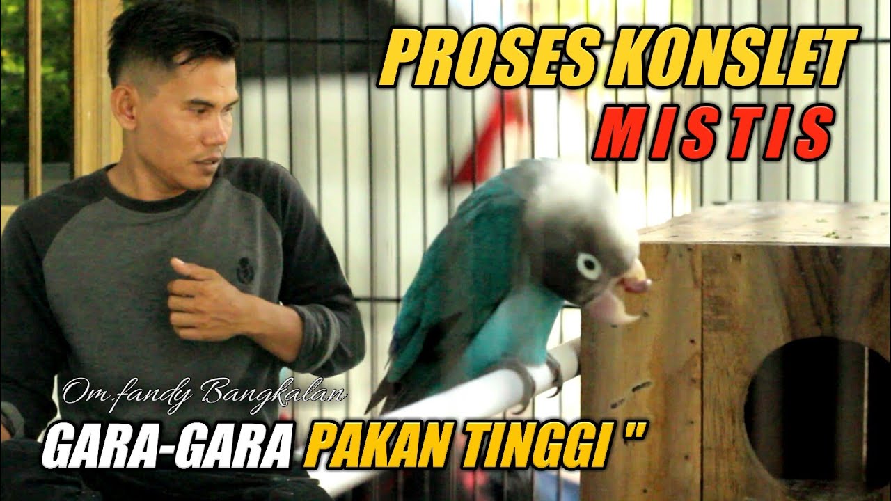 PROSES KONSLET MISTIS - LOVEBIRD KONSLET MILIK OM FANDY MADURA