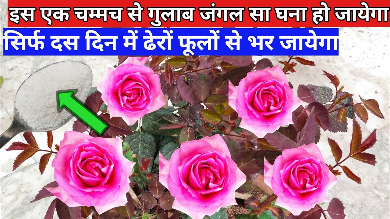 How To Get Maximum Growth & Branches on Rose Plant.Rose Plant Growing & Care Tips.