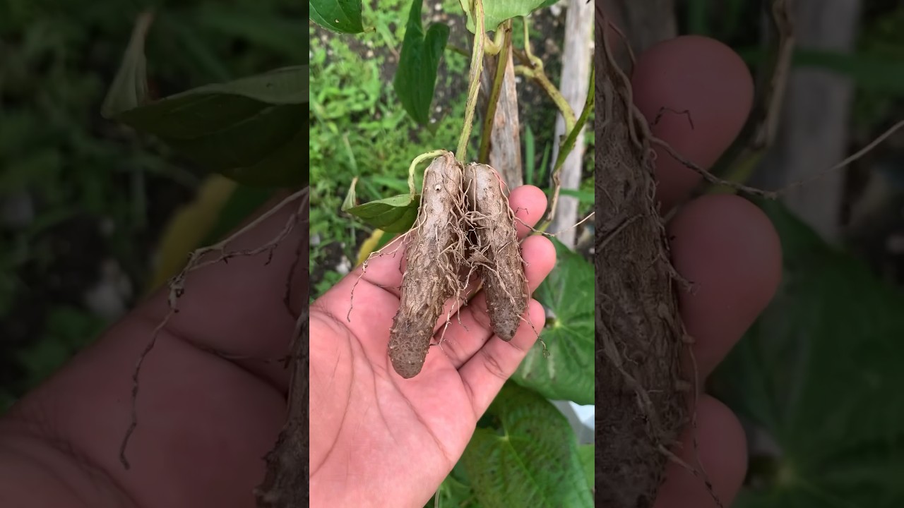 How To Grow Yams!🤩🍠 
