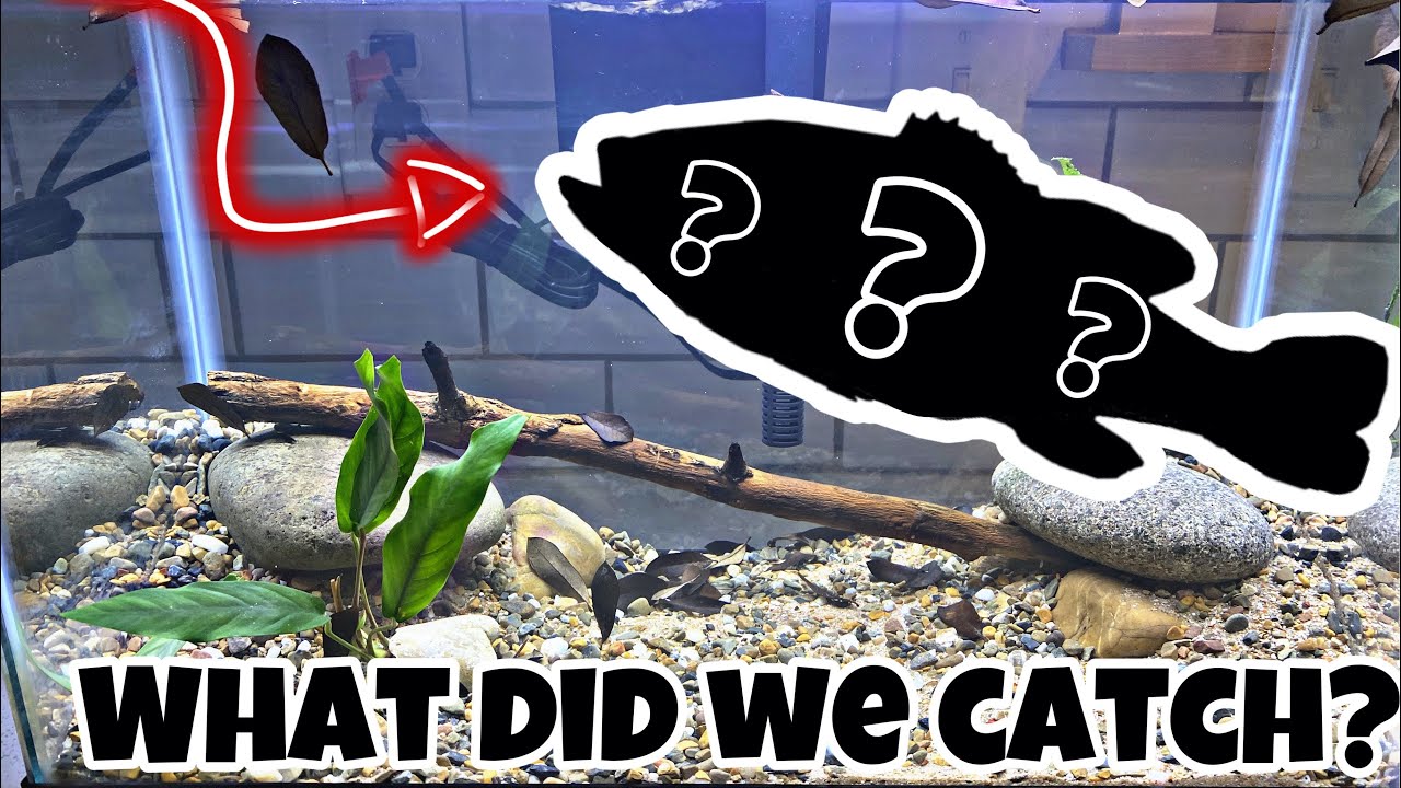 New FISH for Native Texas Aquarium!!! (Baby Guppies?!?!)