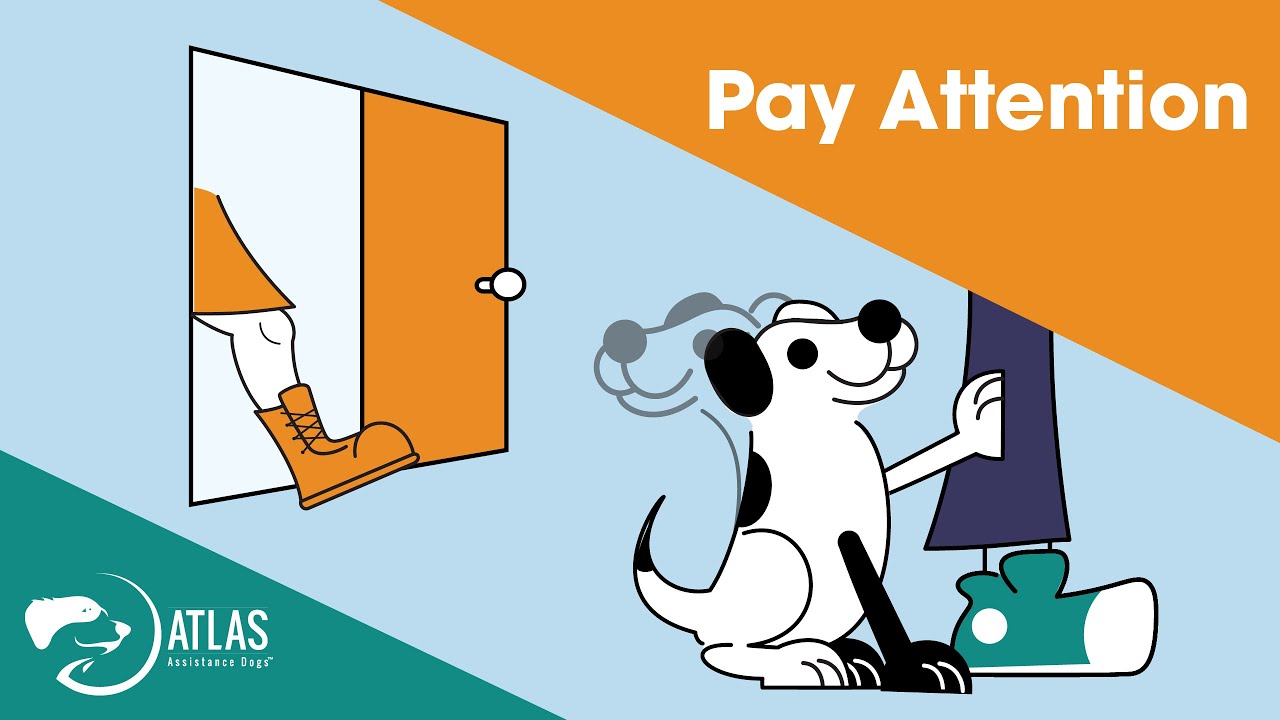 Psychiatric Alert Training: How to Teach Your Service Dog!