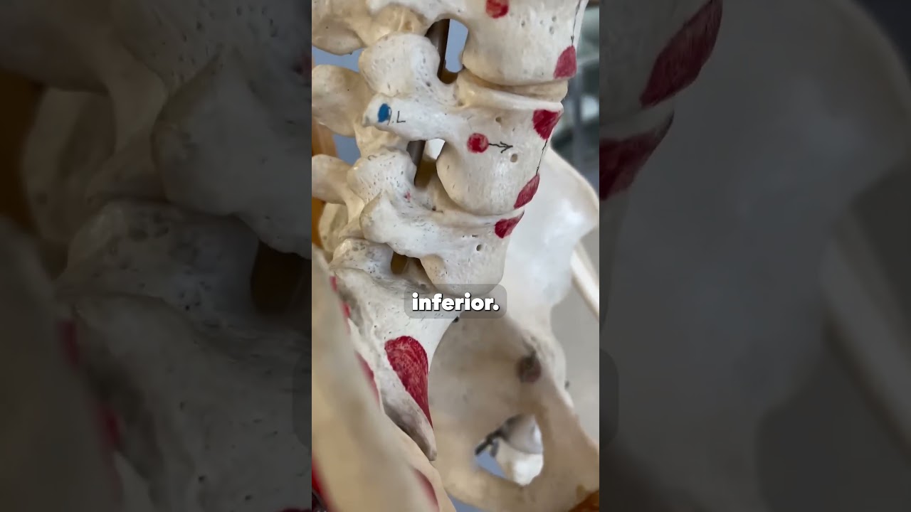 C&oacute;mo tus nervios le hablan a tu medula espinal #nervios #medula #anatomia #aprender #curiosidades