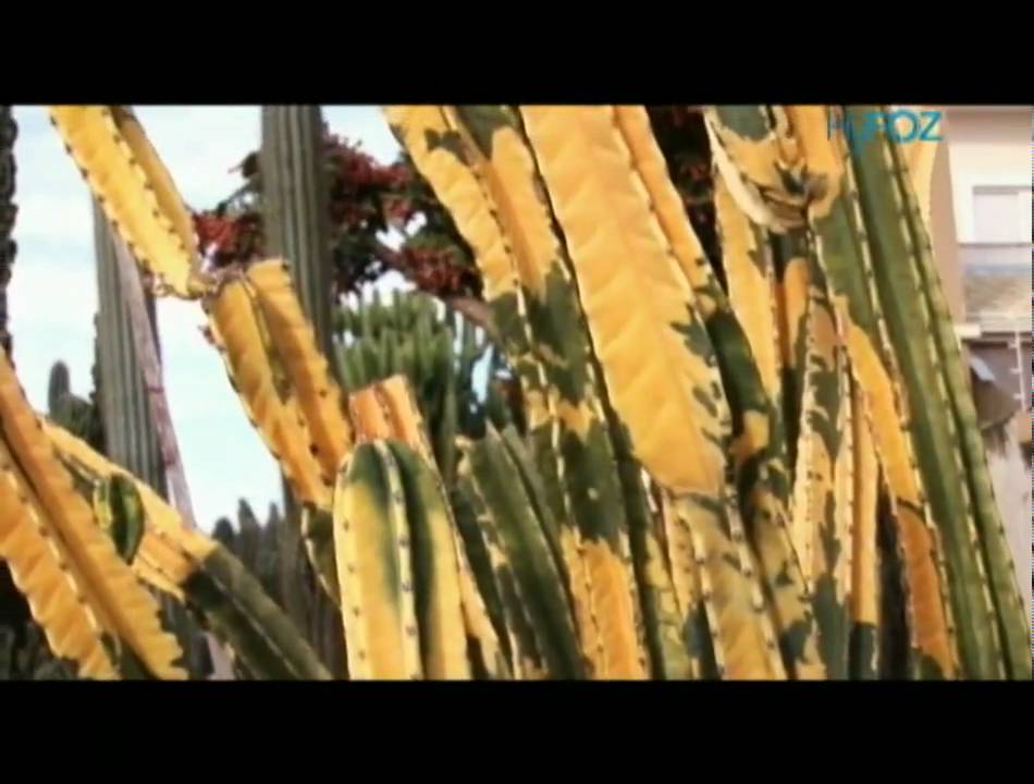 Recanto dos Cactos - Foz do Iguaçu