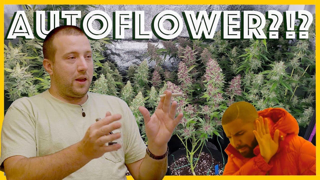 The Problem with AUTOFLOWER Strains