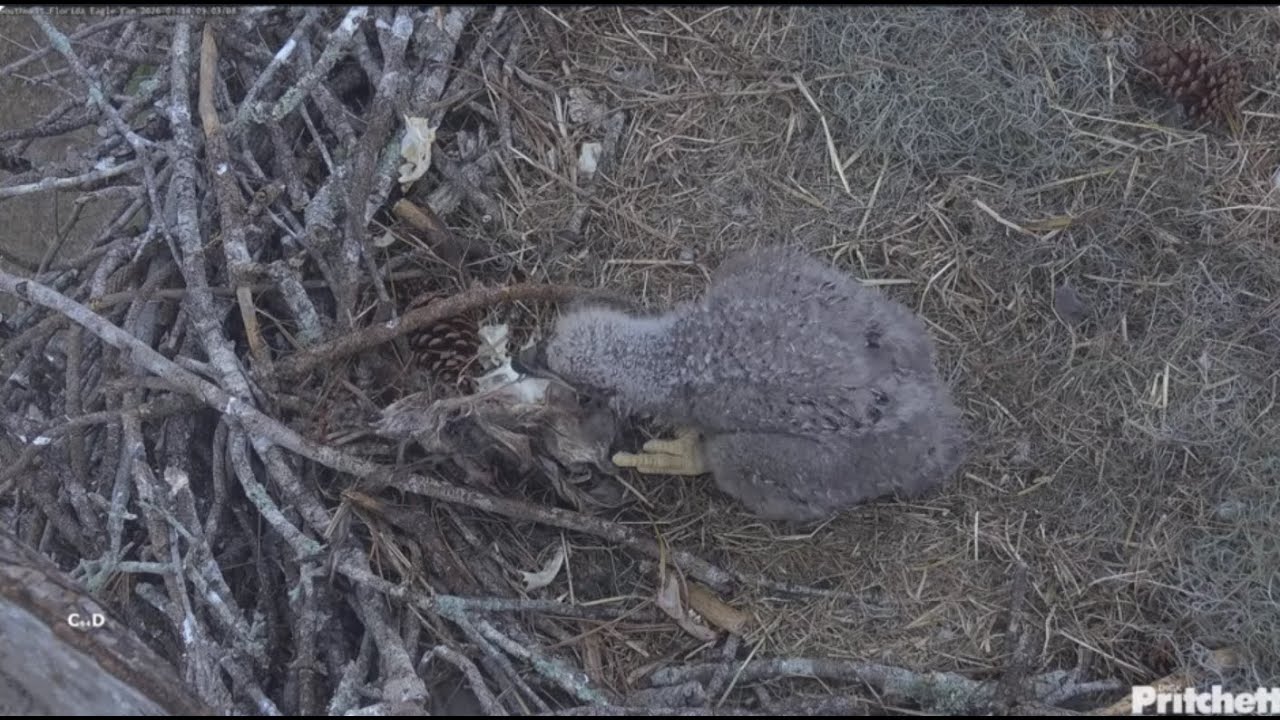 SWFL Eagles~E26 Nibbles on Bony Nestover-F23 Arrives to Help With Feeding_1.14.26