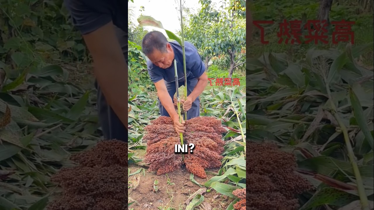 Fakta Menarik tentang Sorgum yang Belum Banyak Diketahui #shorts