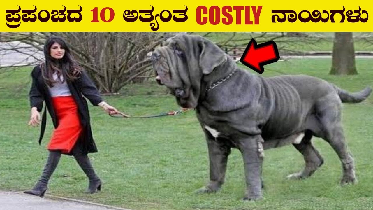 10 Most Expensive Dog Breeds In The World | Most Friendly Dog breeds | Vismaya Vani