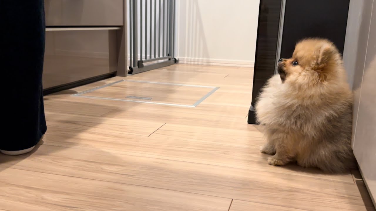 ごはんになるとリミッターが外れるポメラニアン
