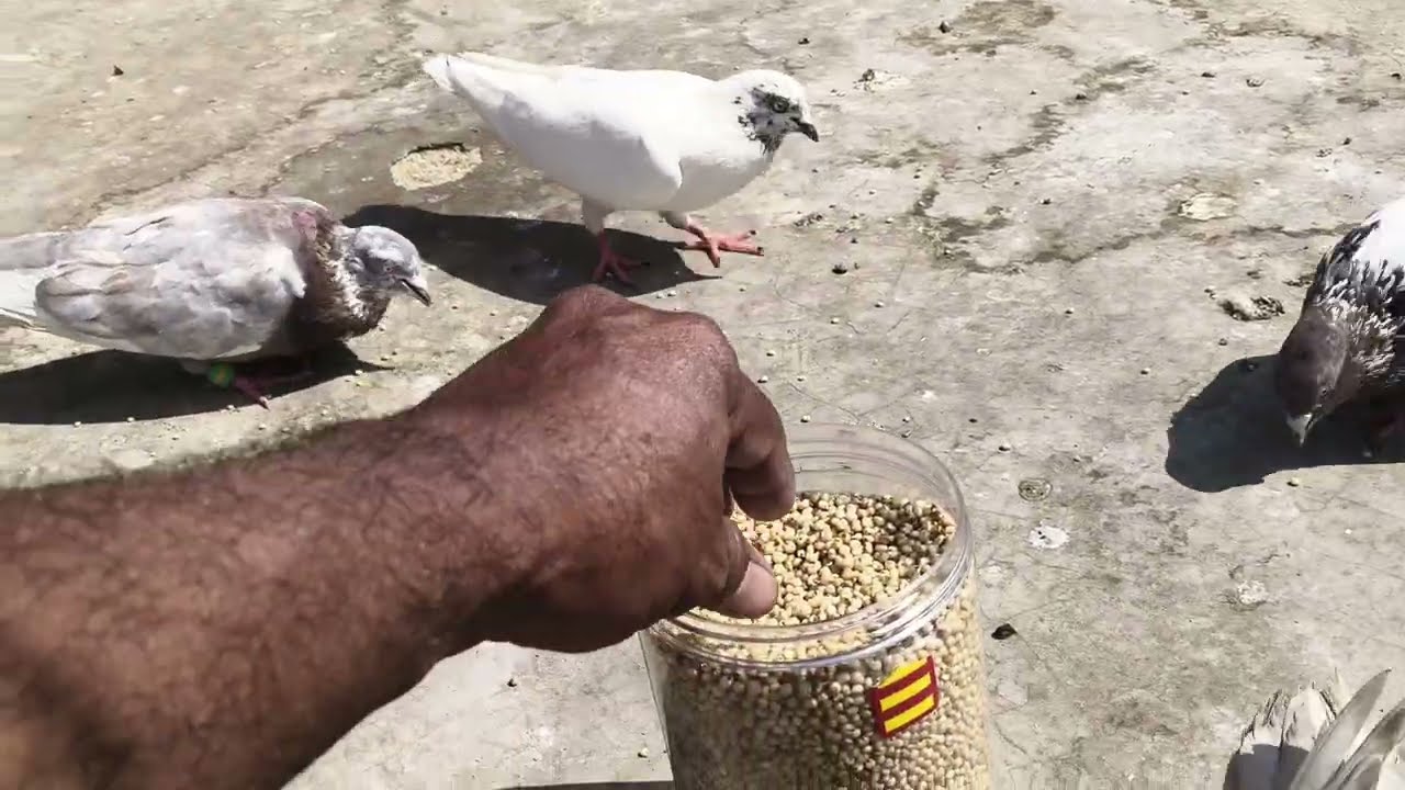 Hyderabad pigeon 🕊️❤️🤲🏻