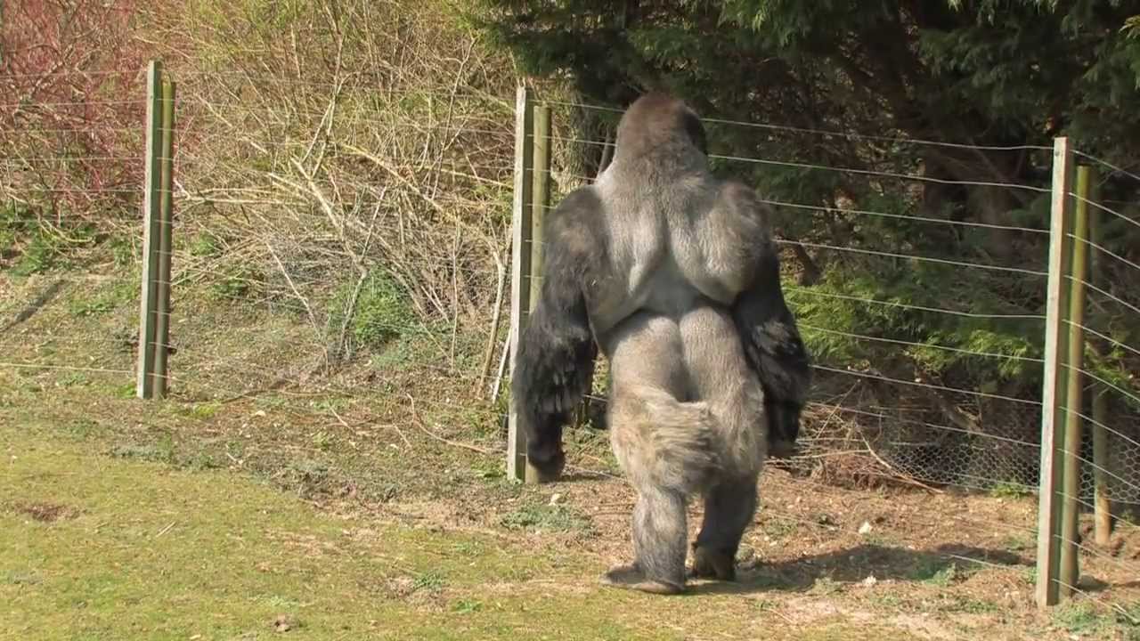 RIP AMBAM the NEW Video! The 'SWAGGER' Bits! Gorila that stands & walks like a Man!