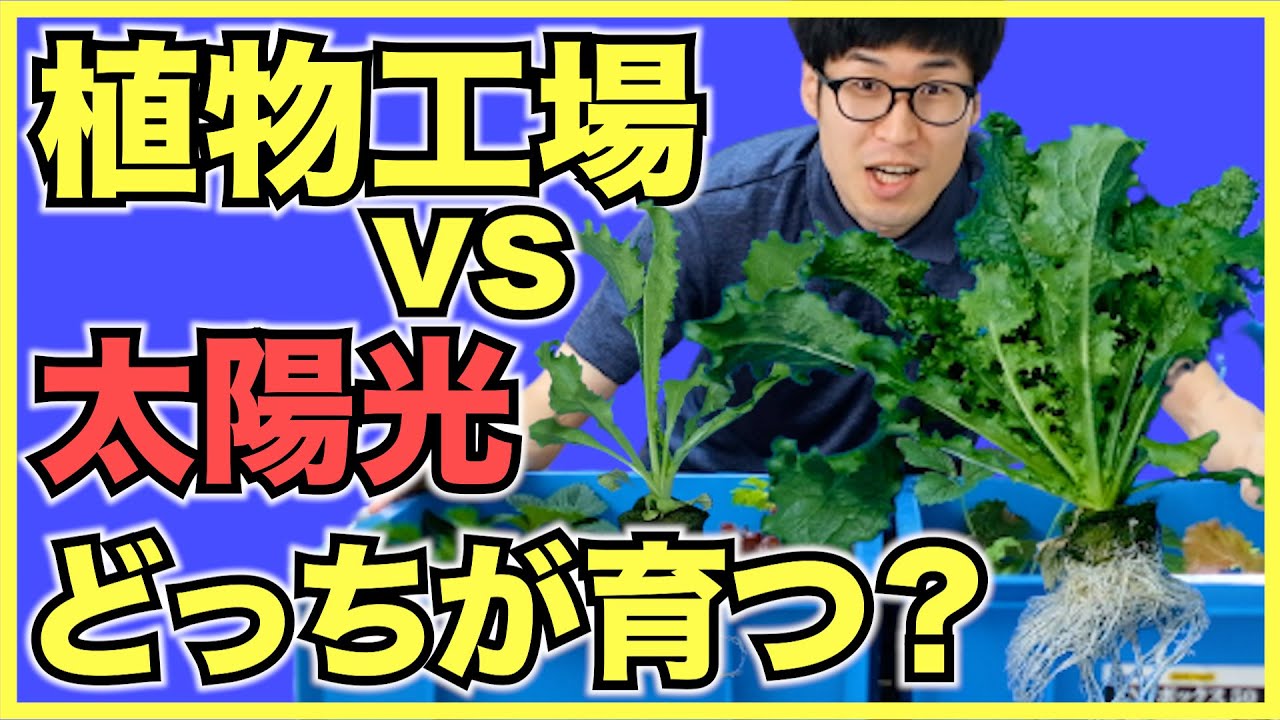 【結果発表】野菜の水耕栽培は室内のLEDと屋外の太陽光ではどちらがよく育つのか？【ミニ植物工場】