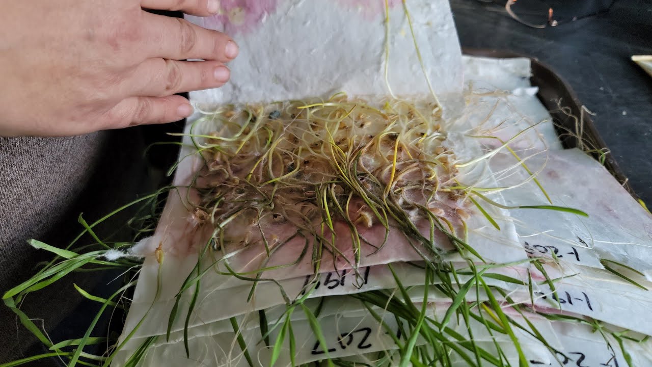 Seed Lab Tour - Getting seed tested