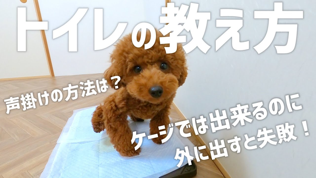 【誰でもできる】トイレトレーニングが成功する効果的な方法を教えます！