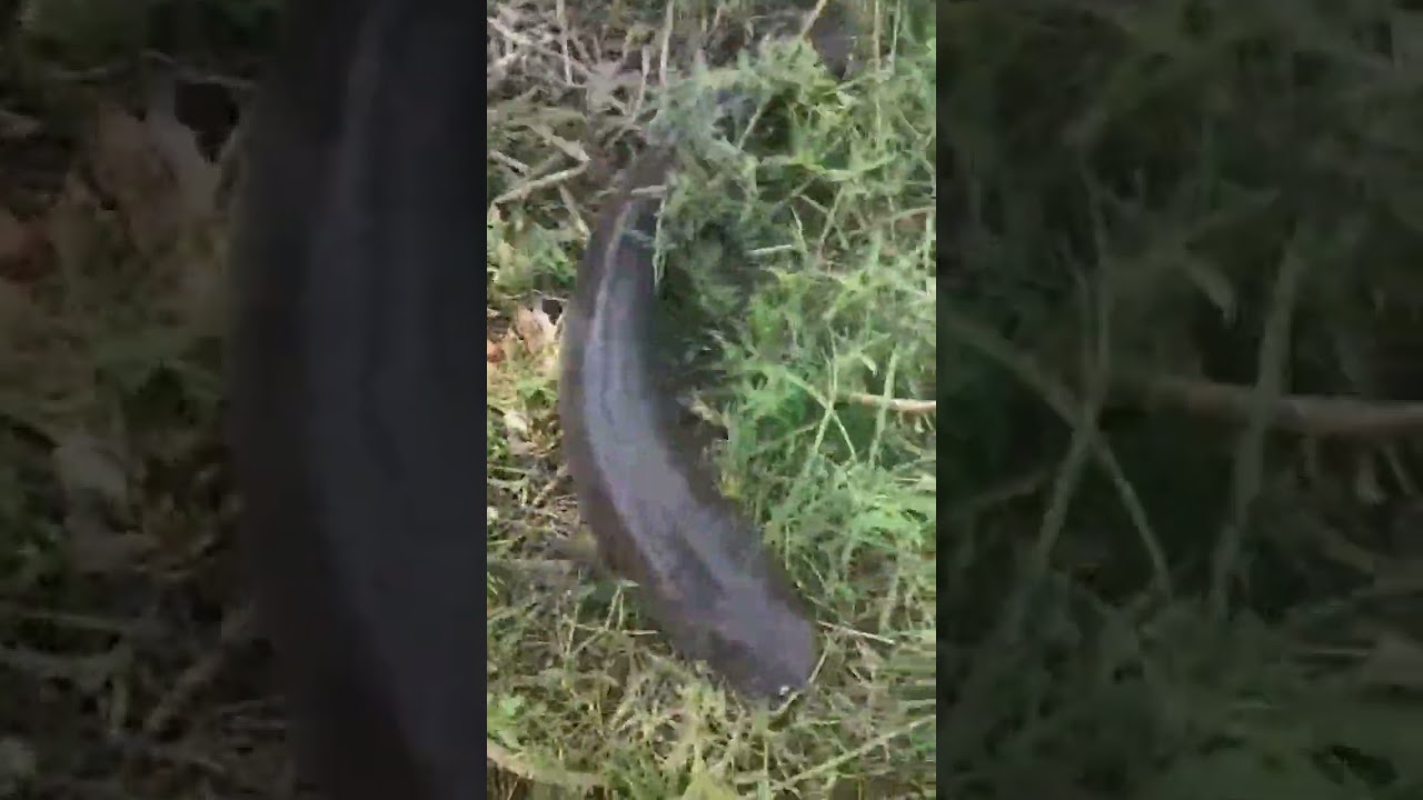 Very big snakehead... fish.. 