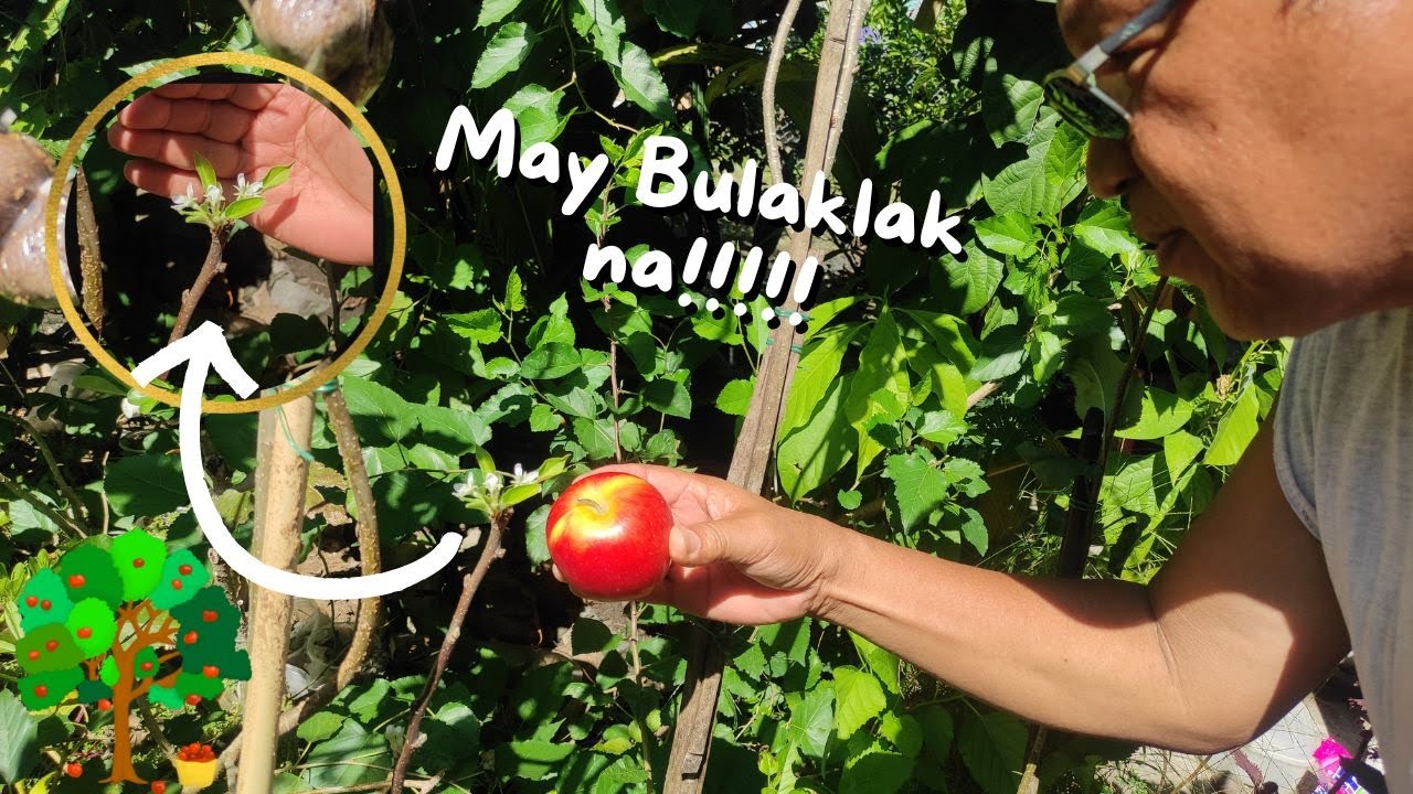May bulaklak na ang mansanas ni Lolo Fred!!! | Apple Tree Update - Grafting results